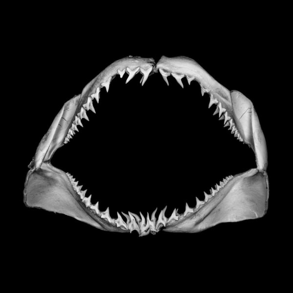 Jonathan Nimerfroh, Skip, 2021