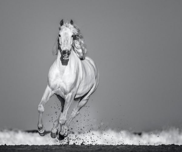 David Yarrow, Pegasus (large)- 1 of 12 edition, 2020