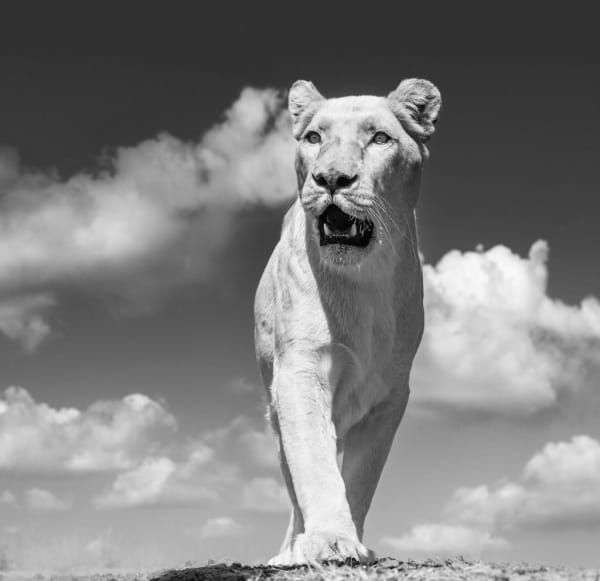 David Yarrow, White Mischief, 2022