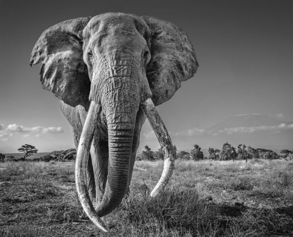 David Yarrow, Space for Giants, 2020