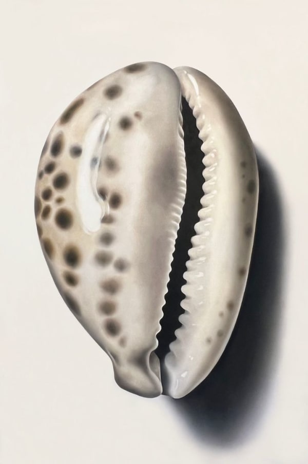 Renée Levin, Tiger Cowrie, 2024