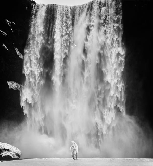 David Yarrow, Norse, 2019