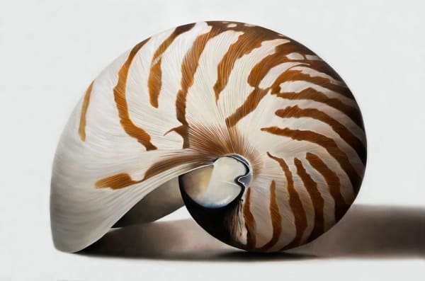 Renée Levin, Tiger Nautilus, 2024
