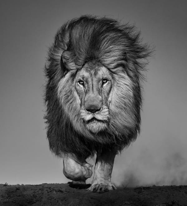 David Yarrow, Locked and Loaded, 2024