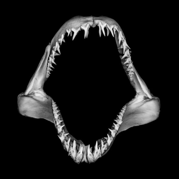 Jonathan Nimerfroh, Rusty, 2021