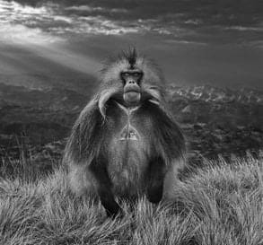 David Yarrow, Members Only