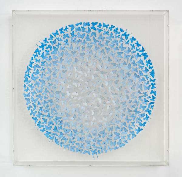 Charles Patrick Studio, Blue Enters Your Soul, 2024