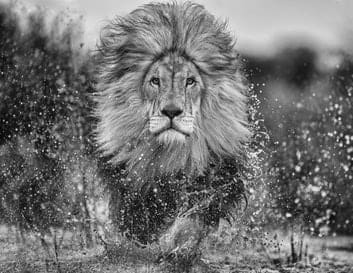 David Yarrow, Marshlands II