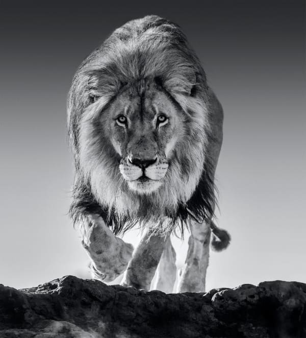 David Yarrow, Genesis, 2018