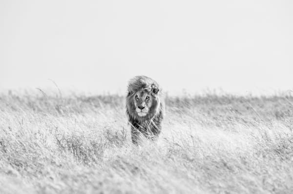 David Yarrow, Fields of Gold (edition of 12) (Large), 2020