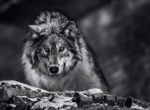 David Yarrow, I Am Pure Alpha (Standard)- edition of 12, 2015