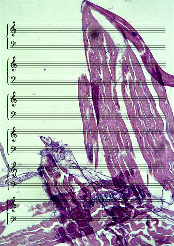 Farid Rasulov, Etli musiqi (Etli Mûsıkî) | Meat Music, 2020