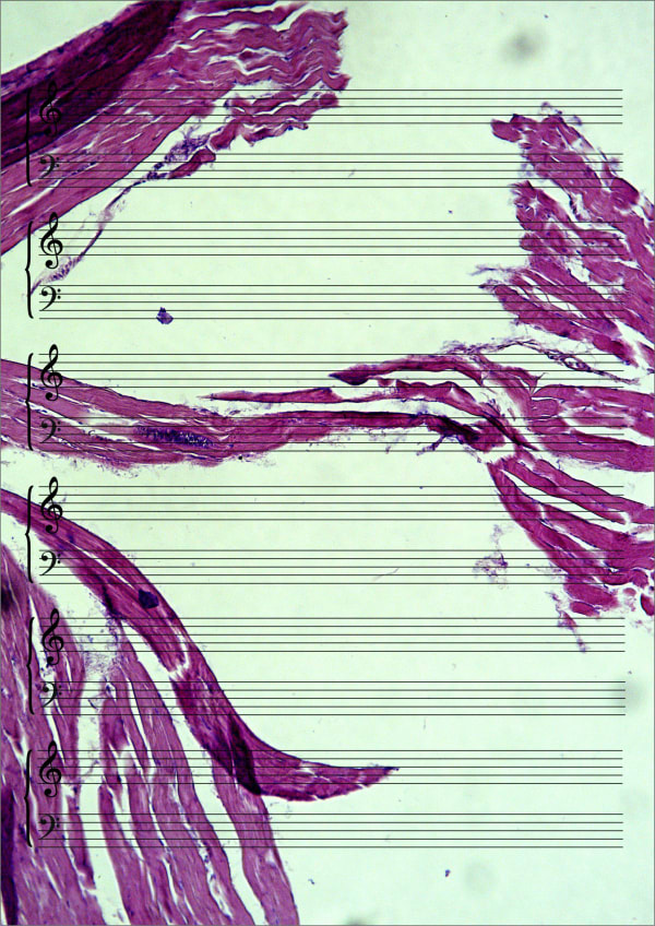 Farid Rasulov, Etli musiqi (Etli Mûsıkî) | Meat Music, 2020