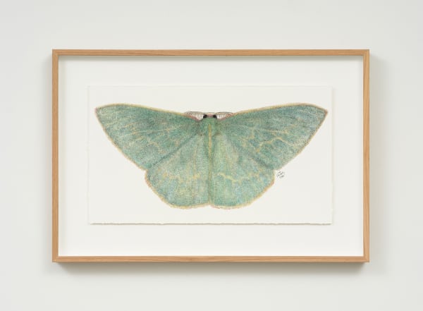 Liam Gerrard Chlorocoma Dichloraria, 2025 charcoal & pastel on paper 470 x 700 mm, framed