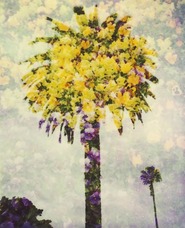 Paul Hartigan Canary Canopy, 2010 pigment print 70.0 x 57.0 cm