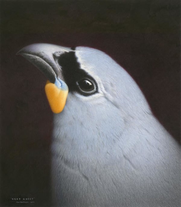 Paul Martinson Grey ghost, 2023 Watercolour and watercolour pencil on paper 665 x 600 mm