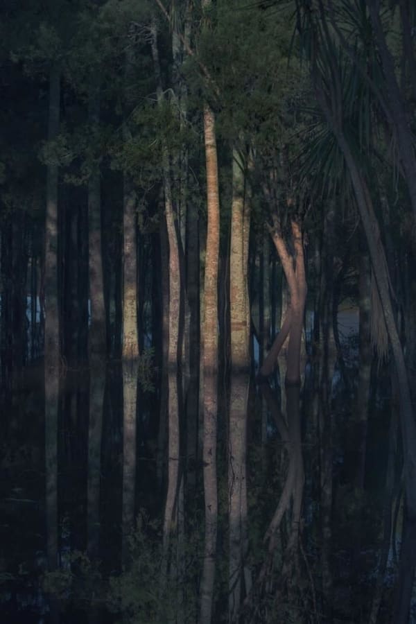 Kate van der Drift Kahikatea (Standing), 2017 archival pigment print on satin photo rag, edition of 5 (2 AP) 900 x 600 mm