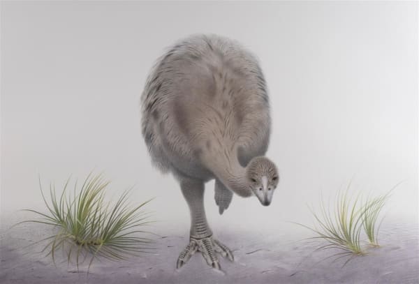 Paul Martinson Stout-legged moa (Euryapteryx curtus) in dunes, 2019 watercolour and watercolour pencil on paper 870 x 1170 mm