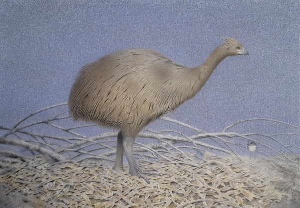 Moa