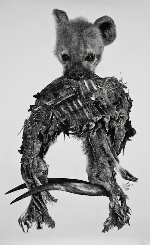 Liam Gerrard Hyena Carcass, 2011 Charcoal on paper 157.5 x 99.5 cm