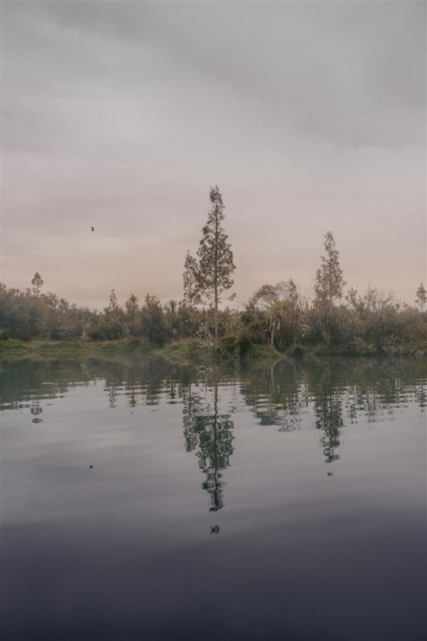 Kate van der Drift Young Kahikatea, Northern Large Pond, 2018 archival pigment print on matte photo rag, edition of 5 1220 x 814 mm