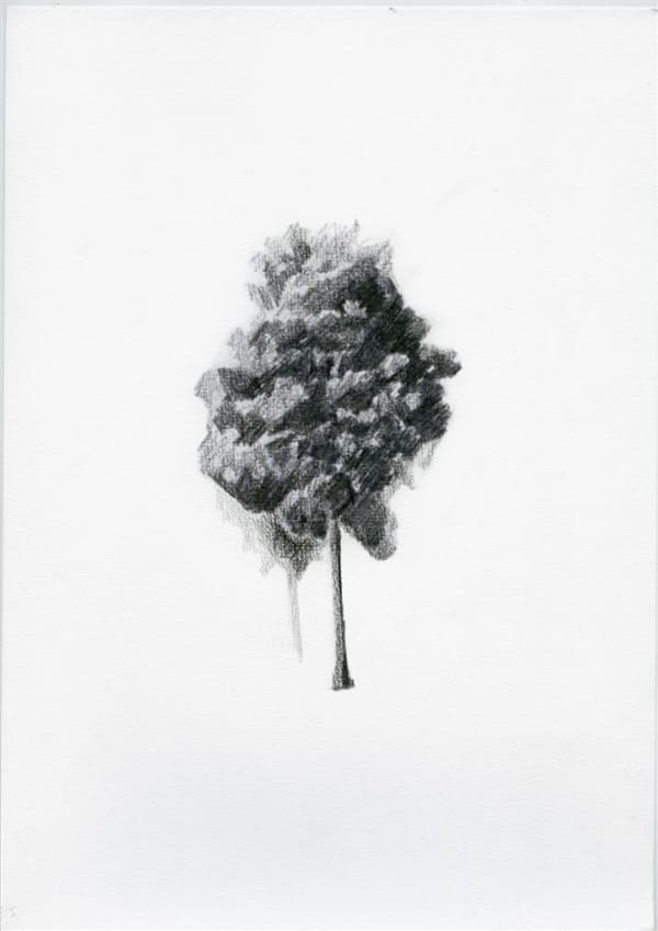 Kate van der Drift Kahikatea Study (Patetonga) II, 2017 graphite on watercolour paper 297 x 210 mm