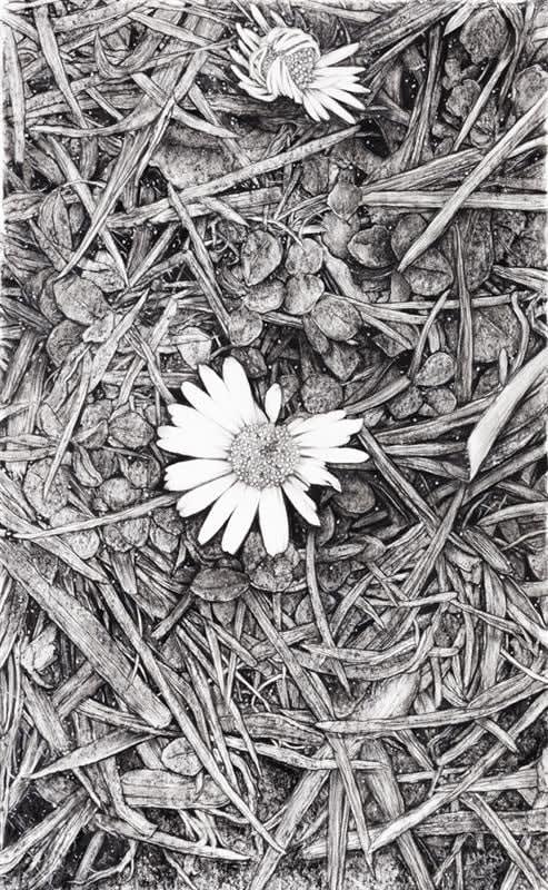 Liam Gerrard Two Flowers, 2015 charcoal on paper 46.0 x 29.0 cm