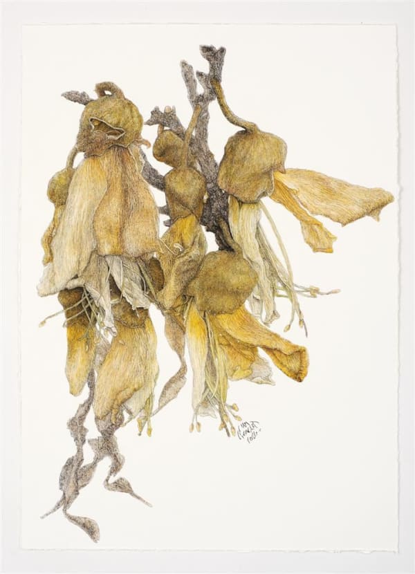 Liam Gerrard Tawari St, Mt Eden I, 2024 charcoal and pastel on paper 740 x 555 mm