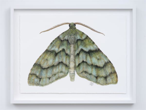 Liam Gerrard, Tatosoma Iestevata, 2023