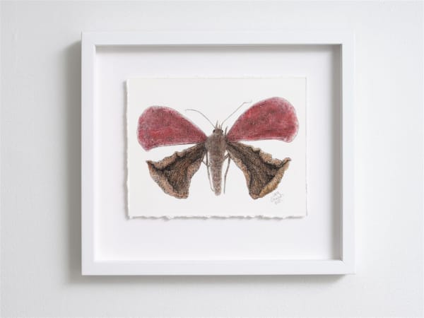 Liam Gerrard Petal Moth, 2020 charcoal and pan pastel on paper 26.5 x 30.0 cm