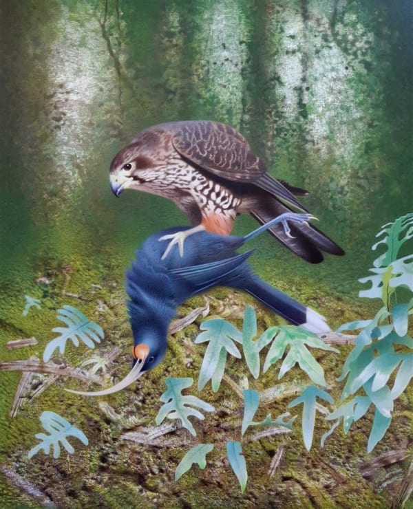 Paul Martinson New Zealand Falcon Karearea with Slain Huia, 2022 acrylic on board 730 x 600 mm