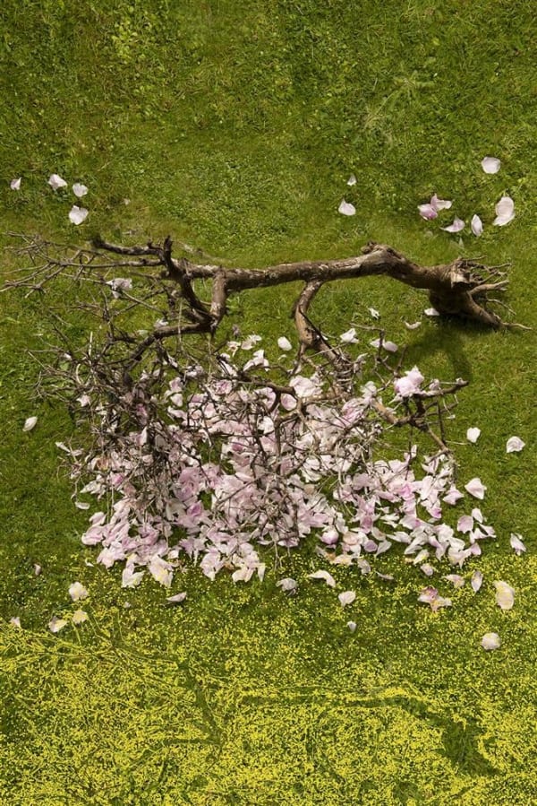 Johanna Mechen Lemon Rose, 2022 Archival Pigment Ink Print on Ilford Lustre Avon 48/16 black moulding, 5 + 1AP 62.0 x 42.0 cm