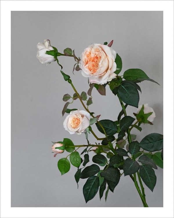 Kevin Capon Floral Still Life, 2016 digital chromogenic print, edition of 8 105.0 x 85.0 cm