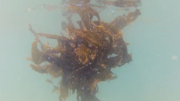 Kate van der Drift Deep Greenness (Manifesto), 2015 Video, 3.55 min loop, Edition of 3 + 2 AP, dimensions variable