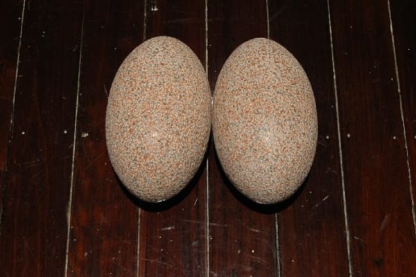 Johnny Turner, Dick’s Artistic pre Hawke’s Bay Plums..., 2007