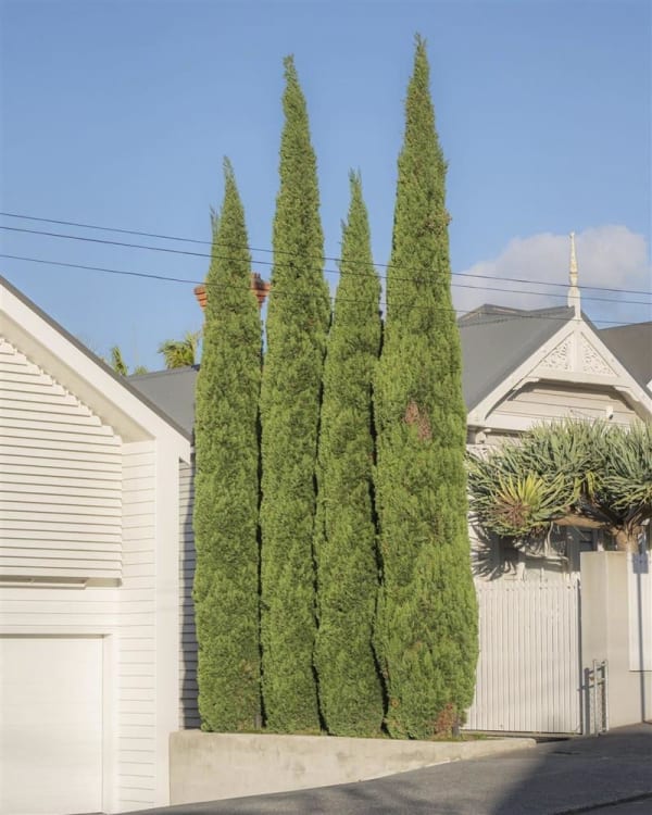 Scott Cai Grosvenor, 2023 Hahnemuhle Photo Rag, edition of 8 50.0 x 40.0 cm