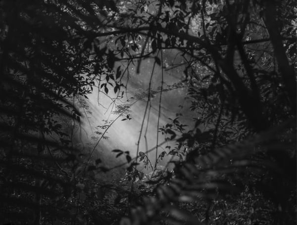 Kate van der Drift Down by the River, 2017 Chromogenic Photograph on matte paper, edition of 5 1220 x 1610 mm