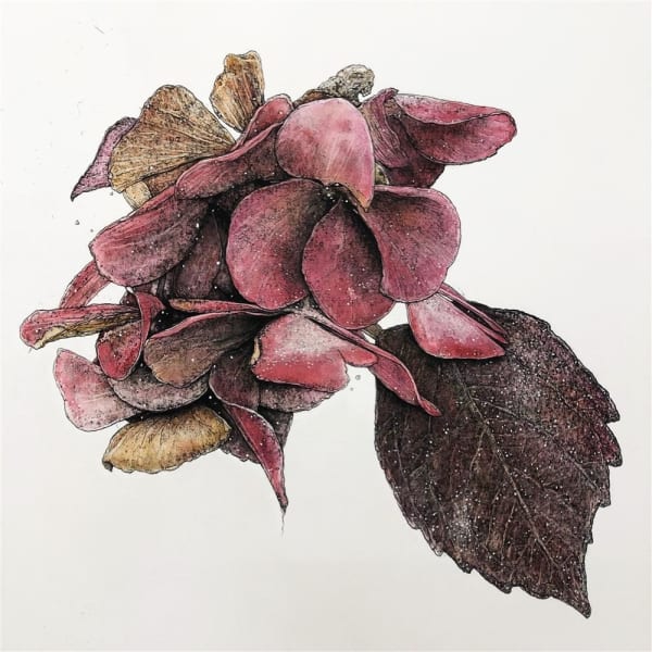 Liam Gerrard Hydrangea II, 2019 charcoal and pan pastel 53.3 x 54.8 cm