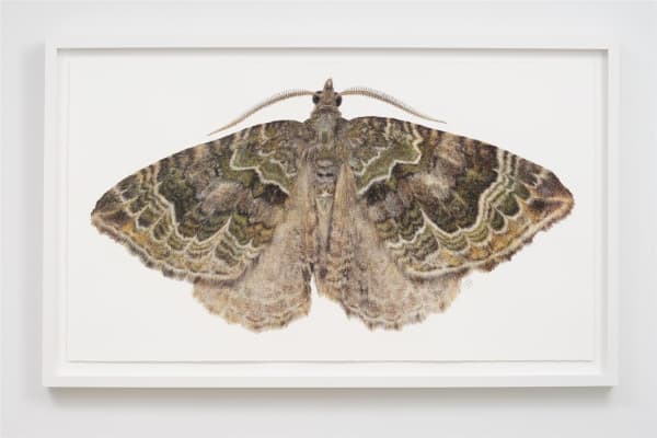 Liam Gerrard Hydriomena Rixata, 2023 charcoal and pastel on paper 935 x 1545 mm