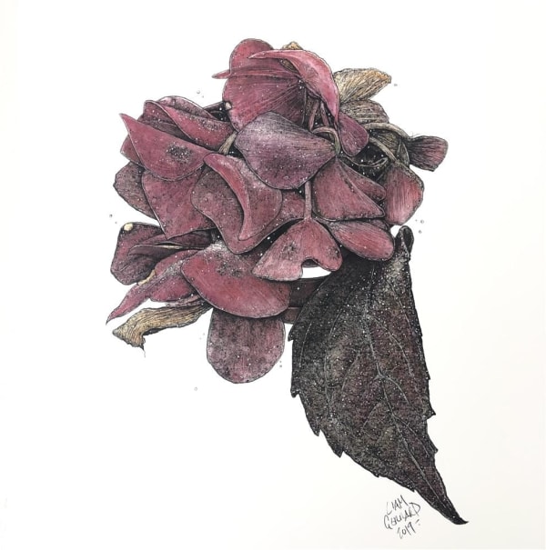 Liam Gerrard Hydrangea I, 2019 charcoal and pan pastel 55.0 x 40.5 cm