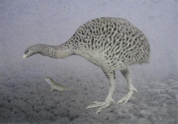 Paul Martinson Upland moa (Megalapteryx didinus) compared to a young Tuatara, 2019 watercolour and watercolour pencil on paper 680 x 880 mm