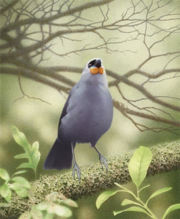 Paul Martinson S.I. Kokako in forest, 2022 Watercolour and watercolour pencil on paper 700 x 600 mm