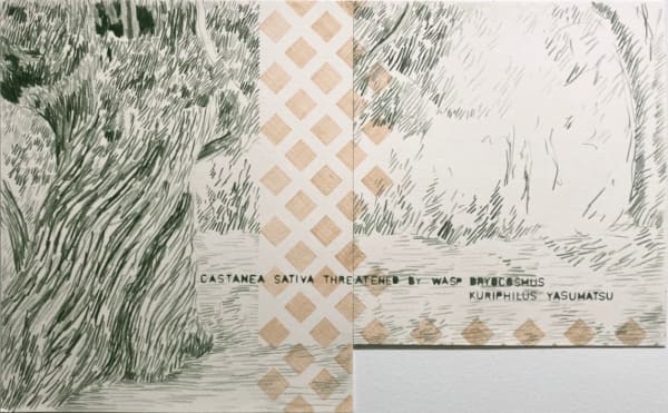 Gabriela Albergaria (Portugal/Belgium), Endangered (Castanea Sativa) #4, 2024