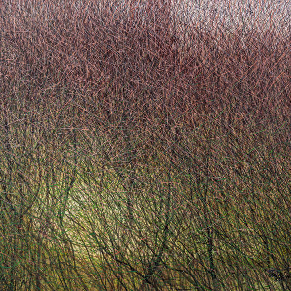 Seyed Taher Mousavi, Nature 11, 2023