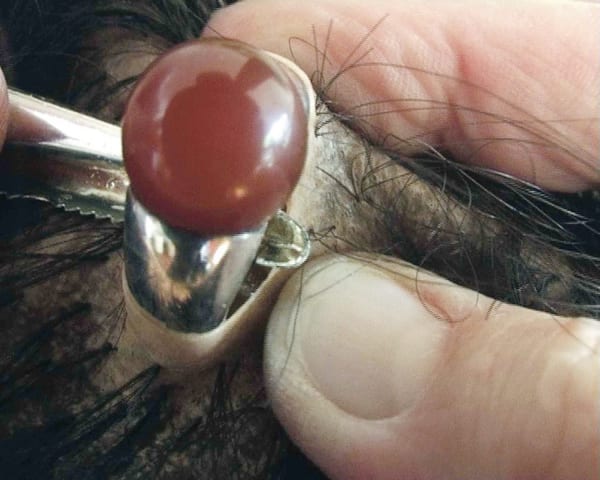 Lou Hubbard, Bore Me, 2009