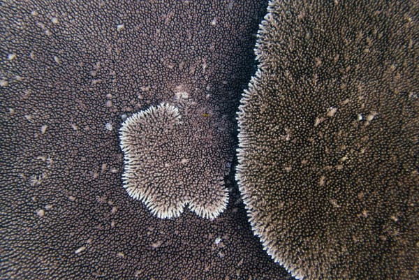 Wan Chantavilasvong, Wandering in a field of brown, 2023