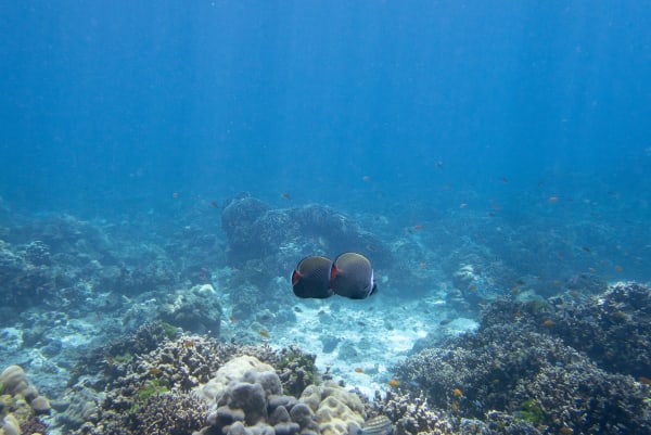 Wan Chantavilasvong, A couple’s stroll in the park , 2023