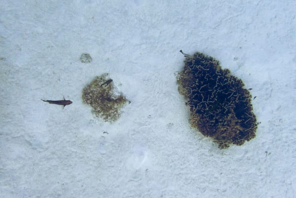 Wan Chantavilasvong, 2023