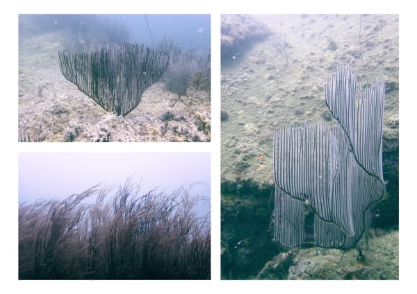 Wan Chantavilasvong, Soft corals, 2023