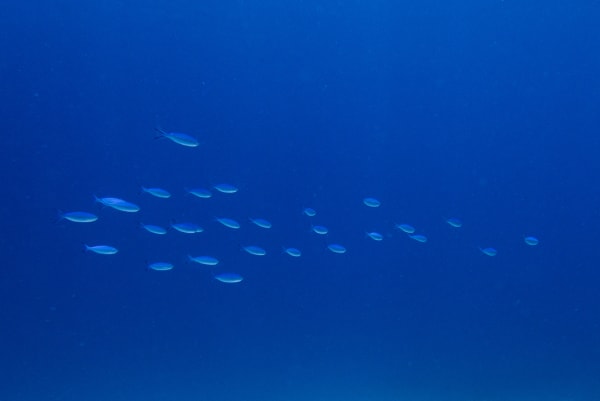 Wan Chantavilasvong, Misdirecting formation, 2023